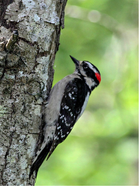 Nesting Birds of Stanley Park