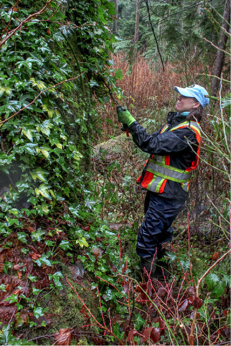 Ivy Busters Stanley Park