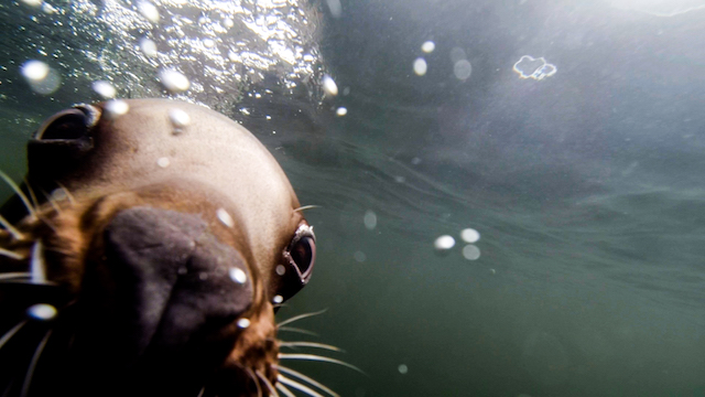 Vancouver Aquarium After Hours - Sea Lion